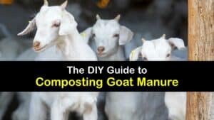 How to Make Goat Manure Compost titleimg1