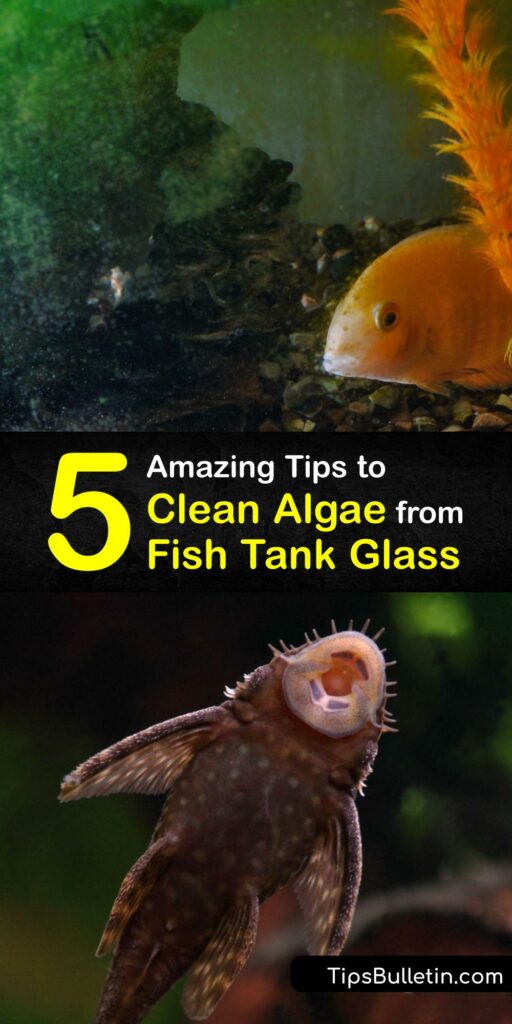 Green spot algae growth or brown alga particles make your aquarium glass appear dirty. Keep your tank clean and avoid overgrowth of aquarium algae with simple methods. Algae eater fish clean the glass and aquarium rocks and white vinegar remove stubborn algae. #remove #algae #fish #tank #glass