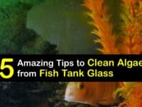 How to Remove Algae from Fish Tank Glass titleimg1