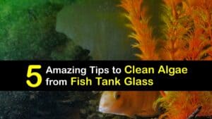 How to Remove Algae from Fish Tank Glass titleimg1