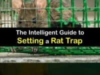 How to Set a Rat Trap titleimg1