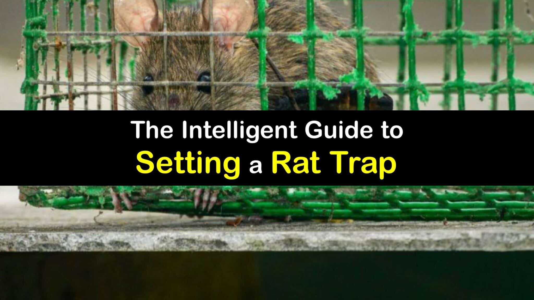 Setting a Rat Trap Easy Guide to Using a Trap for Rats