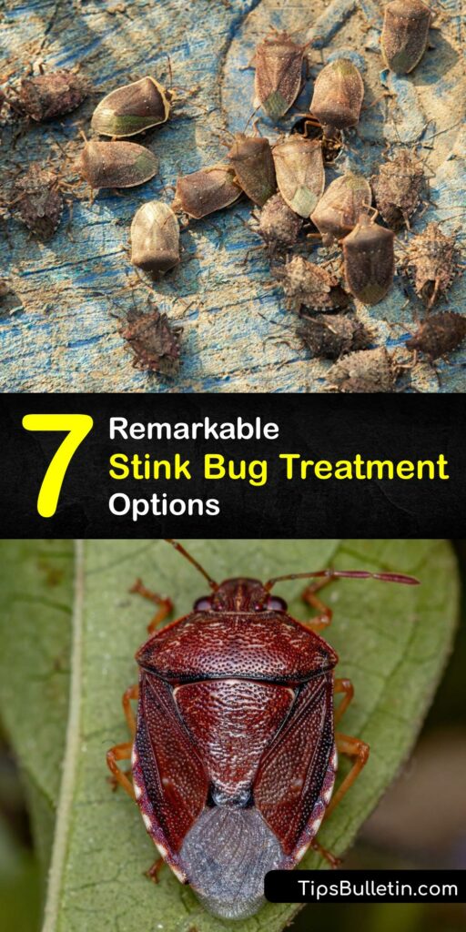 When a stink bug infestation happens, it’s vital to begin green and brown marmorated stink bug control immediately. Whether you live in North Carolina or Florida, it pays to know how to treat and prevent stink bugs or boxelder bugs. Like the bed bug, the stink bug is a nuisance. #treat #stink #bugs