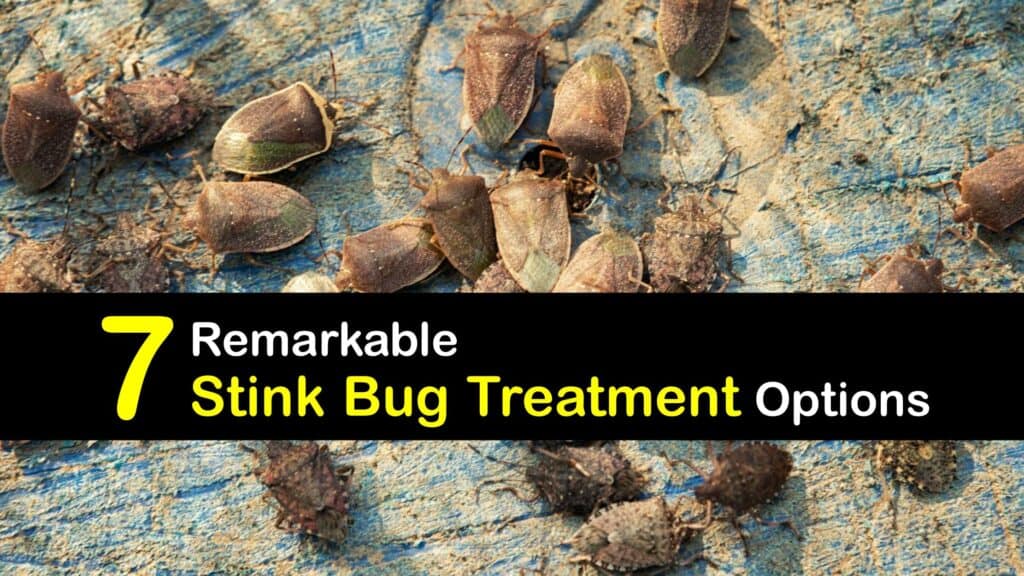 How to Treat Stink Bugs titleimg1