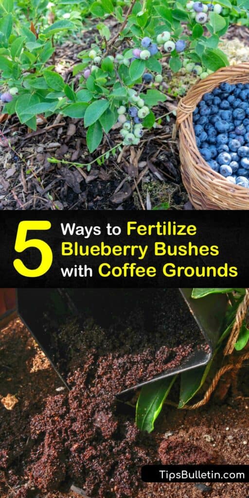 Growing blueberries need acidic soil and effective nutrient distribution. Learn how to use both fresh coffee grounds and spent coffee grounds to fertilize blueberries and boost your harvest this year. The coffee ground is your friend. #fertilize #blueberry #bushes #coffee