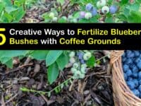 How to Use Coffee Grounds to Fertilize Blueberry Bushes titleimg1