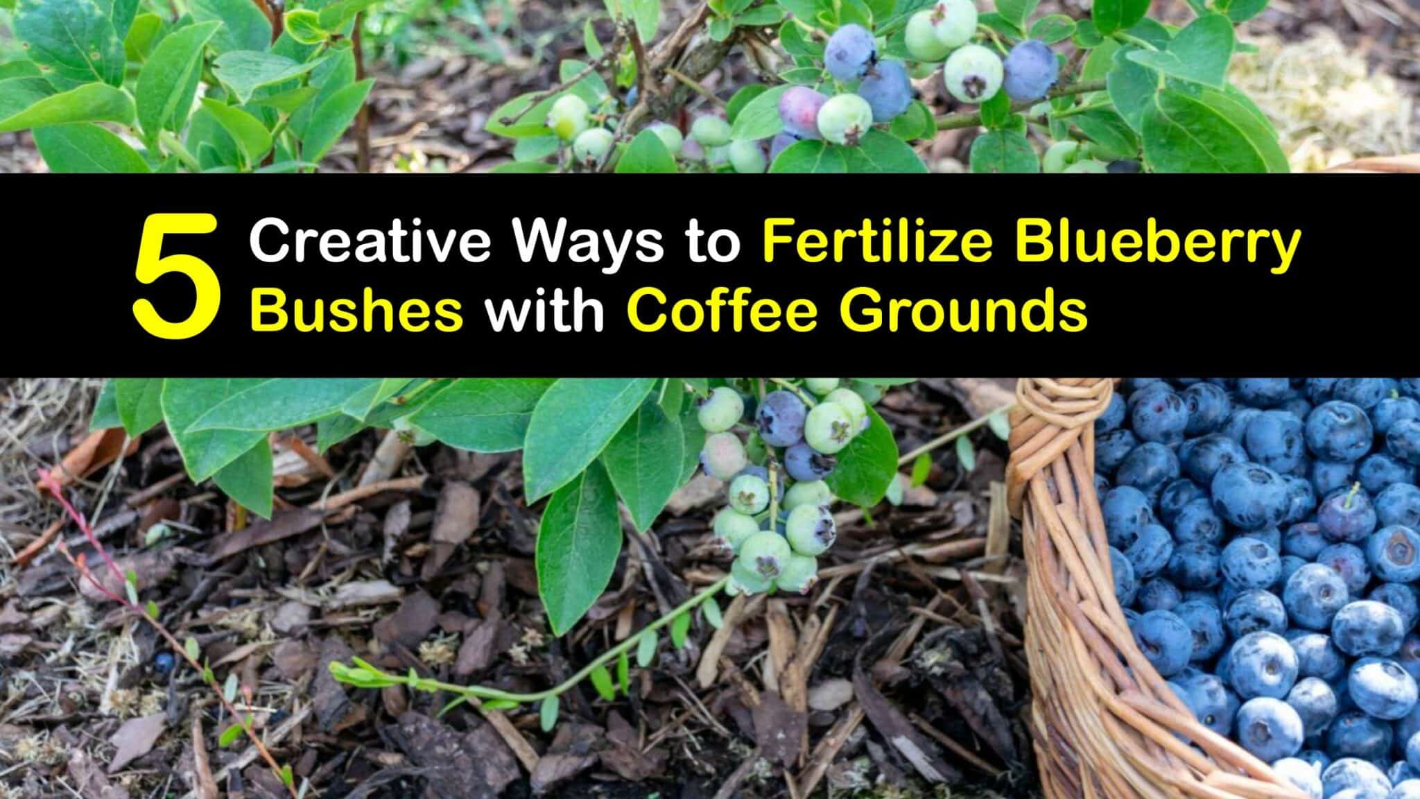DIY Blueberry Food Fertilizing Blueberries with Coffee Grounds