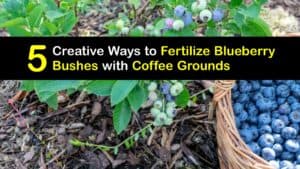 How to Use Coffee Grounds to Fertilize Blueberry Bushes titleimg1