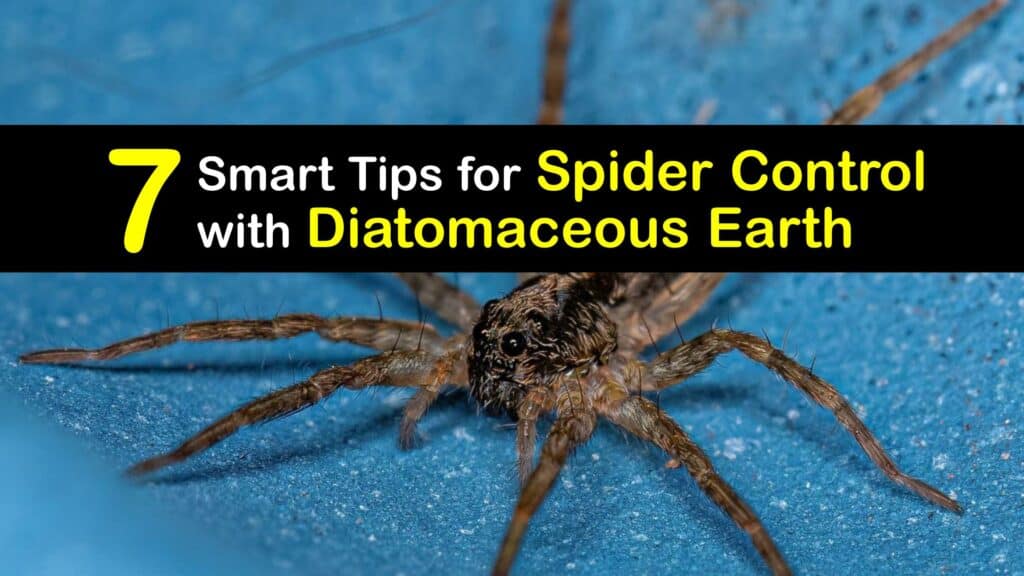How to Use Diatomaceous Earth for Spiders titleimg1