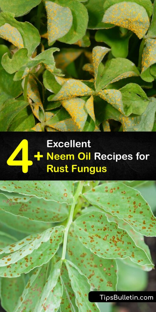 Many growers prefer natural products like neem oil spray, horticultural oil, and baking soda to treat fungal disease like plant leaf rust, leaf spot, and powdery mildew. Craft your own neem oil remedy or purchase a safe neem oil treatment to stop rust fungus. #neem #oil #rust #fungus