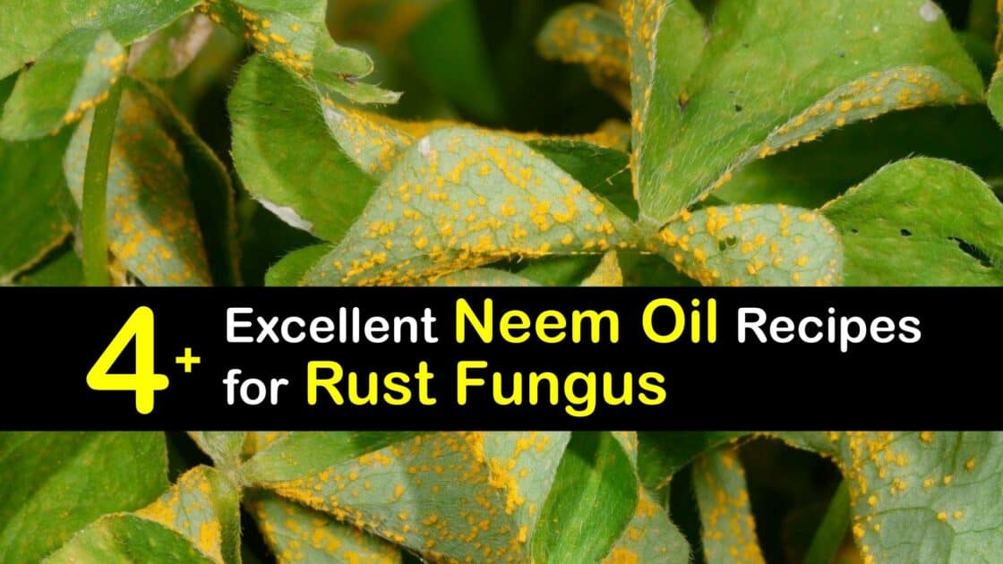 Rust Fungus Control Getting Rid of Rust Fungus with Neem Oil