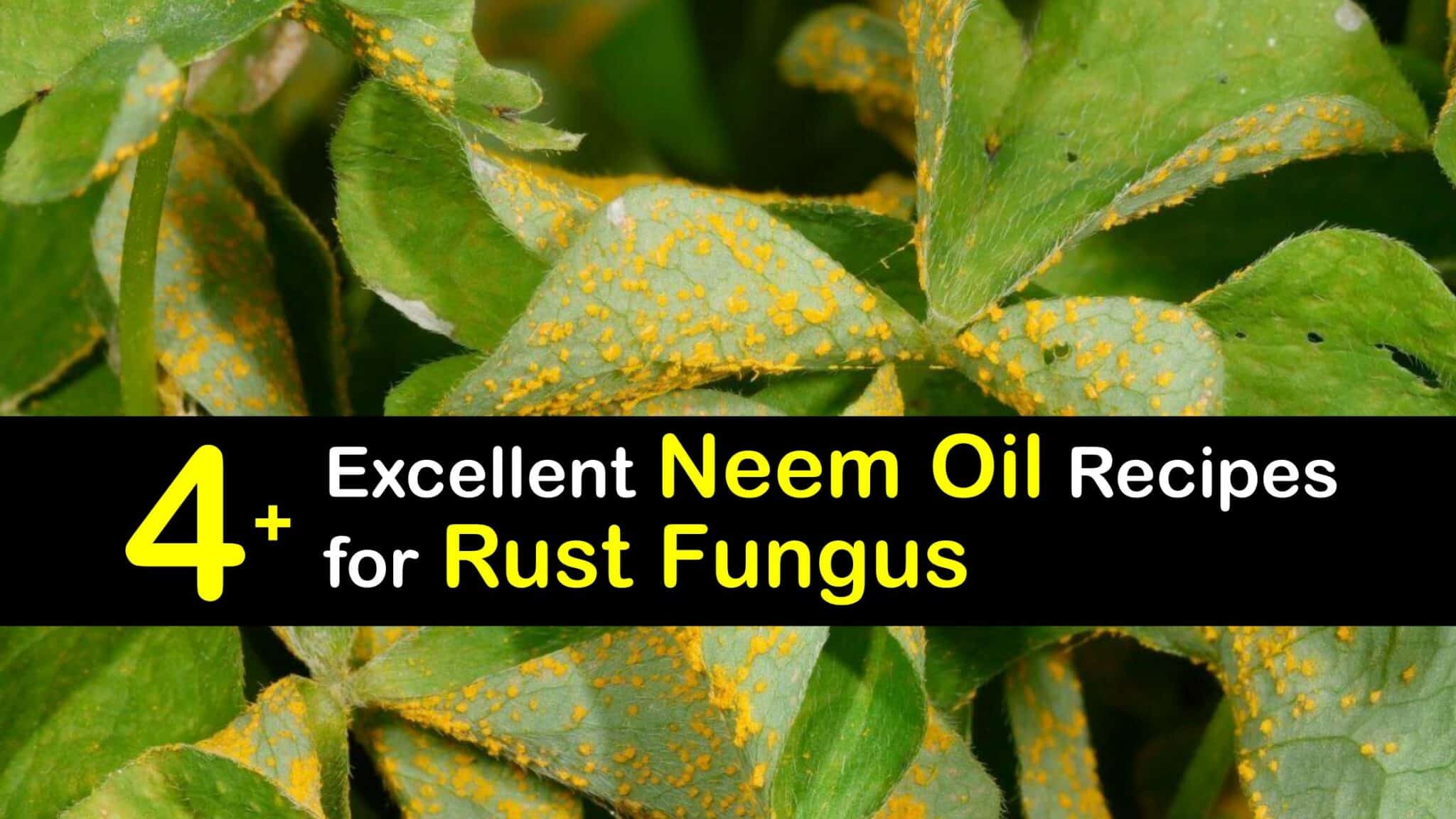 Rust Fungus Control Getting Rid of Rust Fungus with Neem Oil