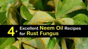 How to Use Neem Oil for Rust Fungus titleimg1