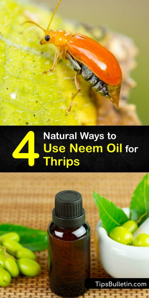 Learn ways to use Neem oil as pest control and prevent a thrip infestation. Like spider mites, thrips are tiny insects that destroy plant foliage and flowers. Making a Neem oil soil drench or foliar spray keeps them in check. #neem #oil #thrips