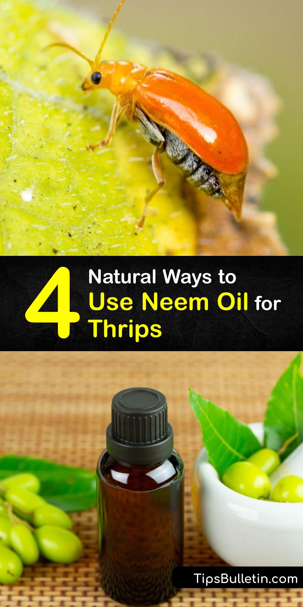 Getting Rid of Thrips Fast Thrip Control Guide with Neem Oil