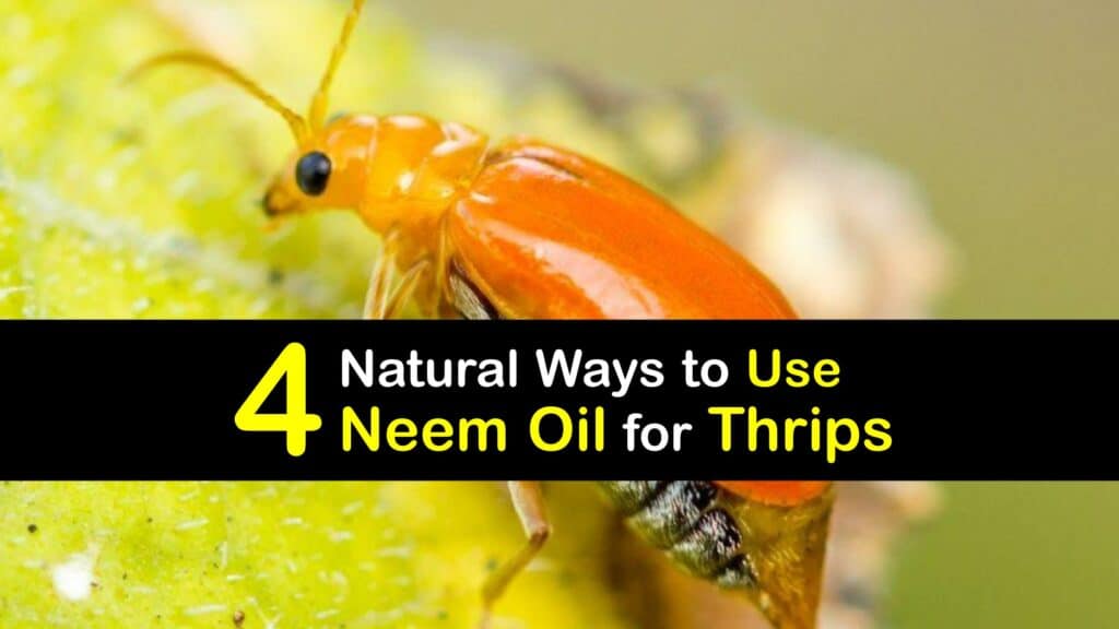 How to Use Neem Oil for Thrips titleimg1
