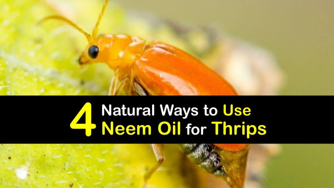 Effective Neem Oil Thrips Spray Recipe for Organic Pest Control