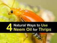 How to Use Neem Oil for Thrips titleimg1