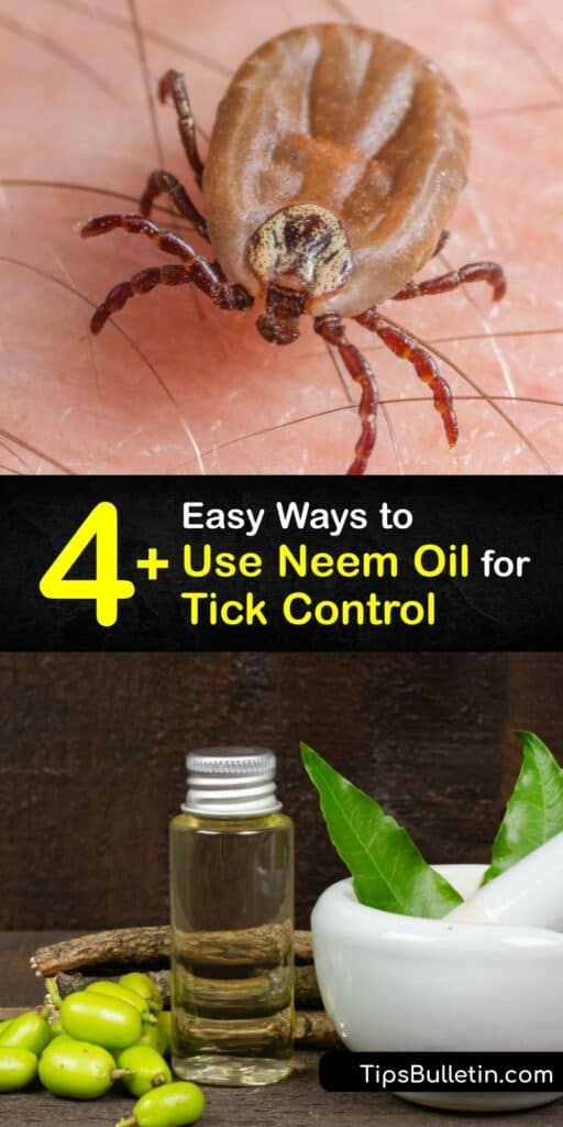 The oil from the neem tree, Azadirachta indica, is beneficial to repel ticks. This oil is a natural insecticide that affects the nervous system of pests after they come in contact with it. Learn how to create simple tick repellents using neem oil, water, and dish soap. #getridof #neem #oil #ticks