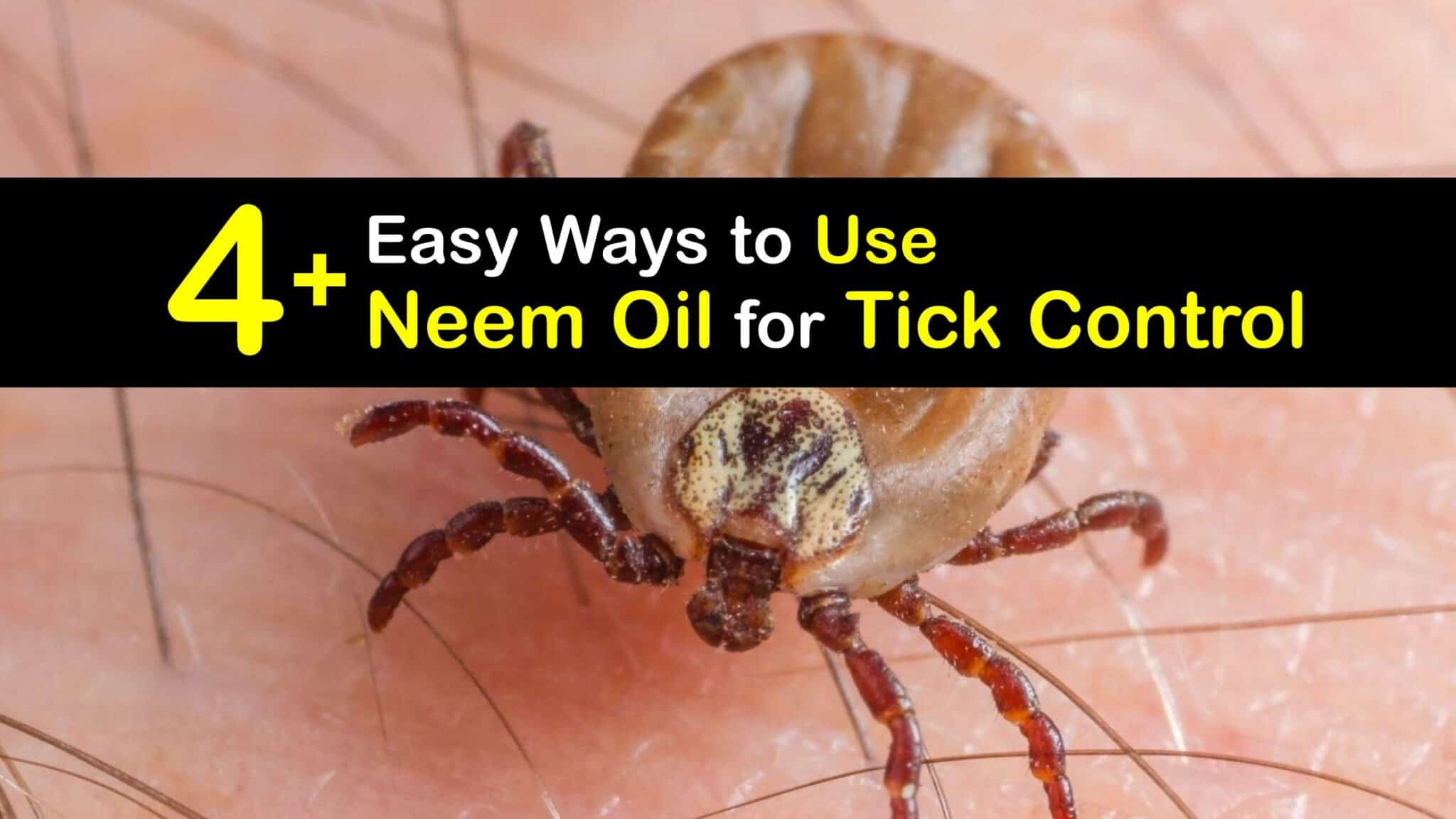 Killing Ticks with Neem Oil Clever Tick Control Guide