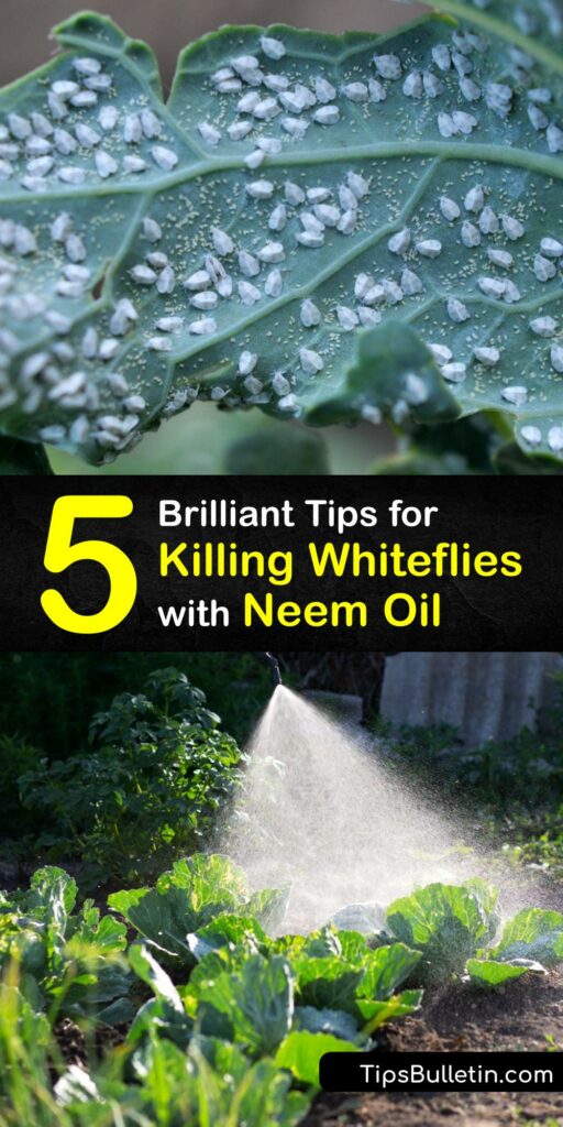 Neem oil spray and horticultural oils are natural treatments for a whitefly infestation, powdery mildew, spider mites, and other insect pest populations without harming beneficial insects. Use neem oil and insecticidal soap to make a foliar spray to destroy whiteflies. #neem #oil #whiteflies