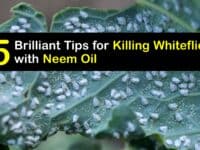 How to Use Neem Oil for Whiteflies titleimg1