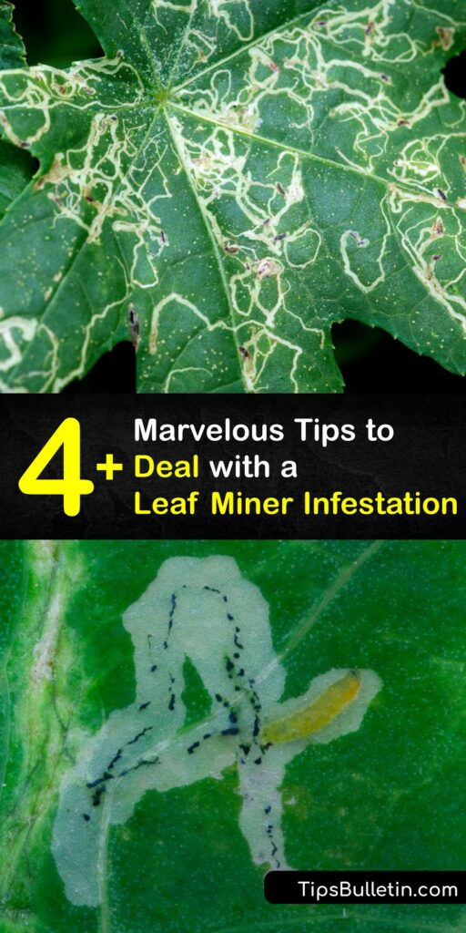 Whether you call them Phyllocnistis citrella stainton and L huidobrensis, or the boxwood leafminer and citrus leaf miner, these pests are a danger to your plants. Use neem oil, parasitic wasps, and trap crops to destroy leaf miner larvae without harming beneficial insects. #leaf #miner #infestation