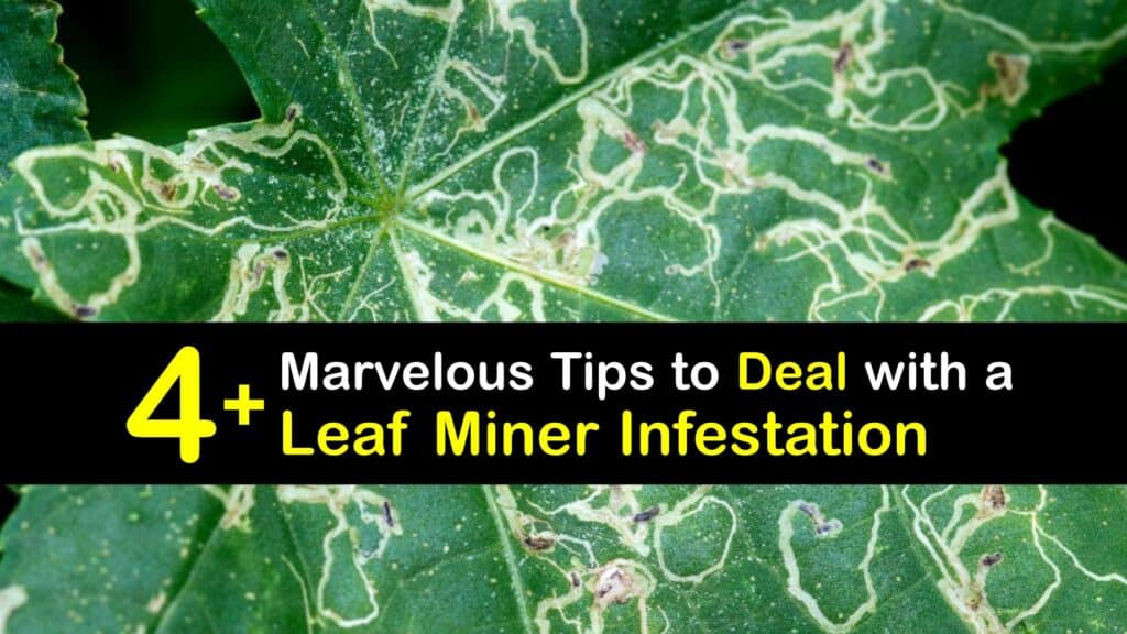 Leaf Miner Infestation titleimg1