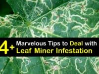 Leaf Miner Infestation titleimg1