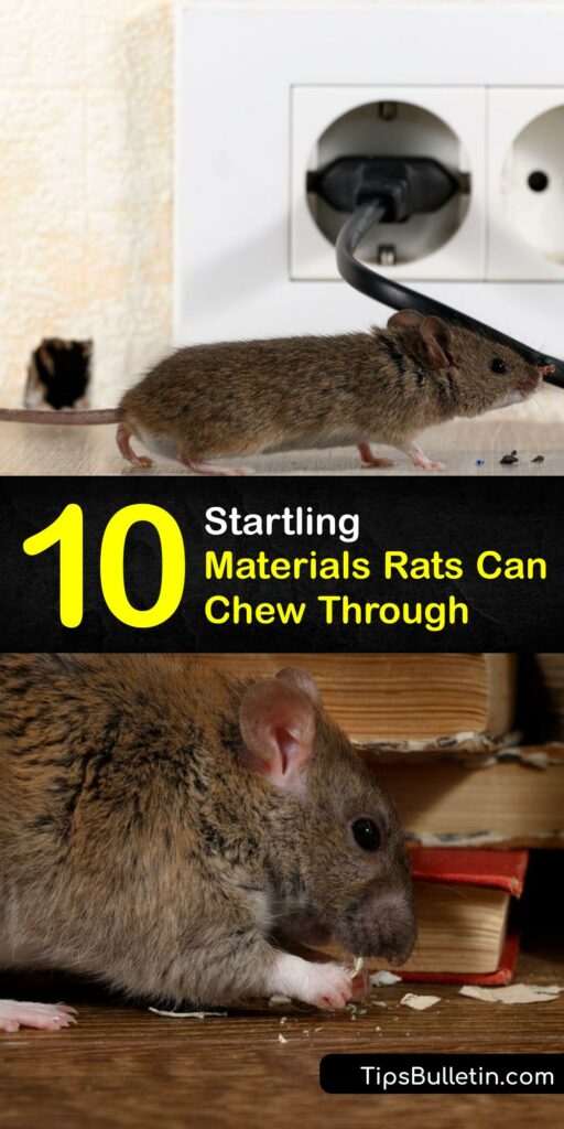 If you have a pet rat or mouse, or are in the middle of a rodent infestation, it helps to know what rats can chew through. If you spot chewed electrical wire or insulation, you need rat control. Begin rodent control immediately by sealing holes and setting rat traps. #materials #rats #chew #through