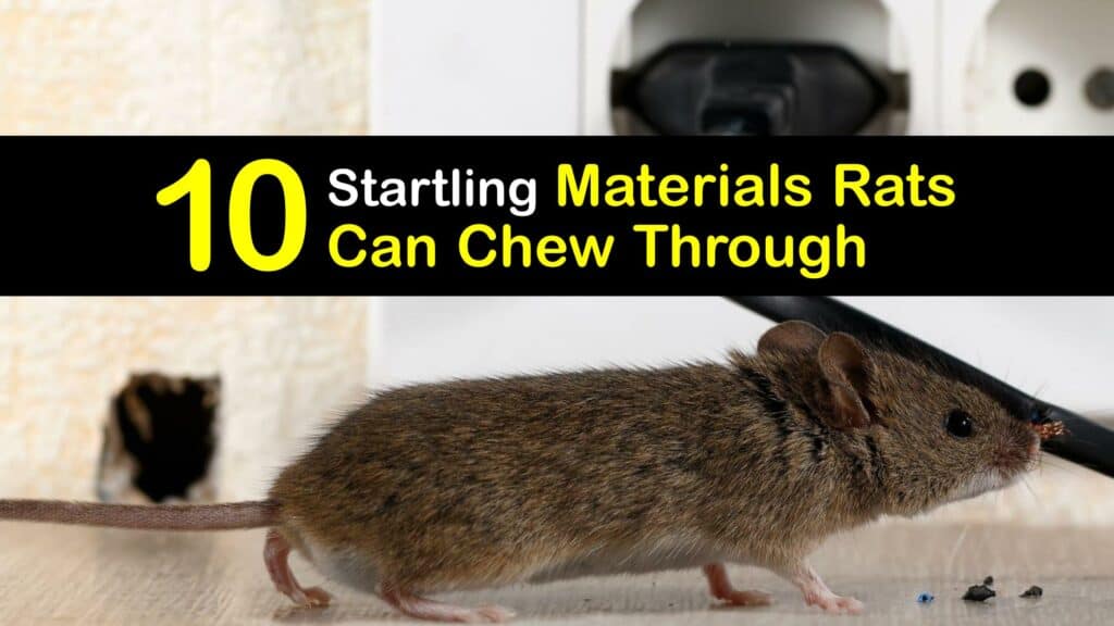 Materials Rats Can Chew Through titleimg1