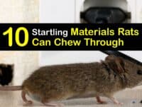 Materials Rats Can Chew Through titleimg1