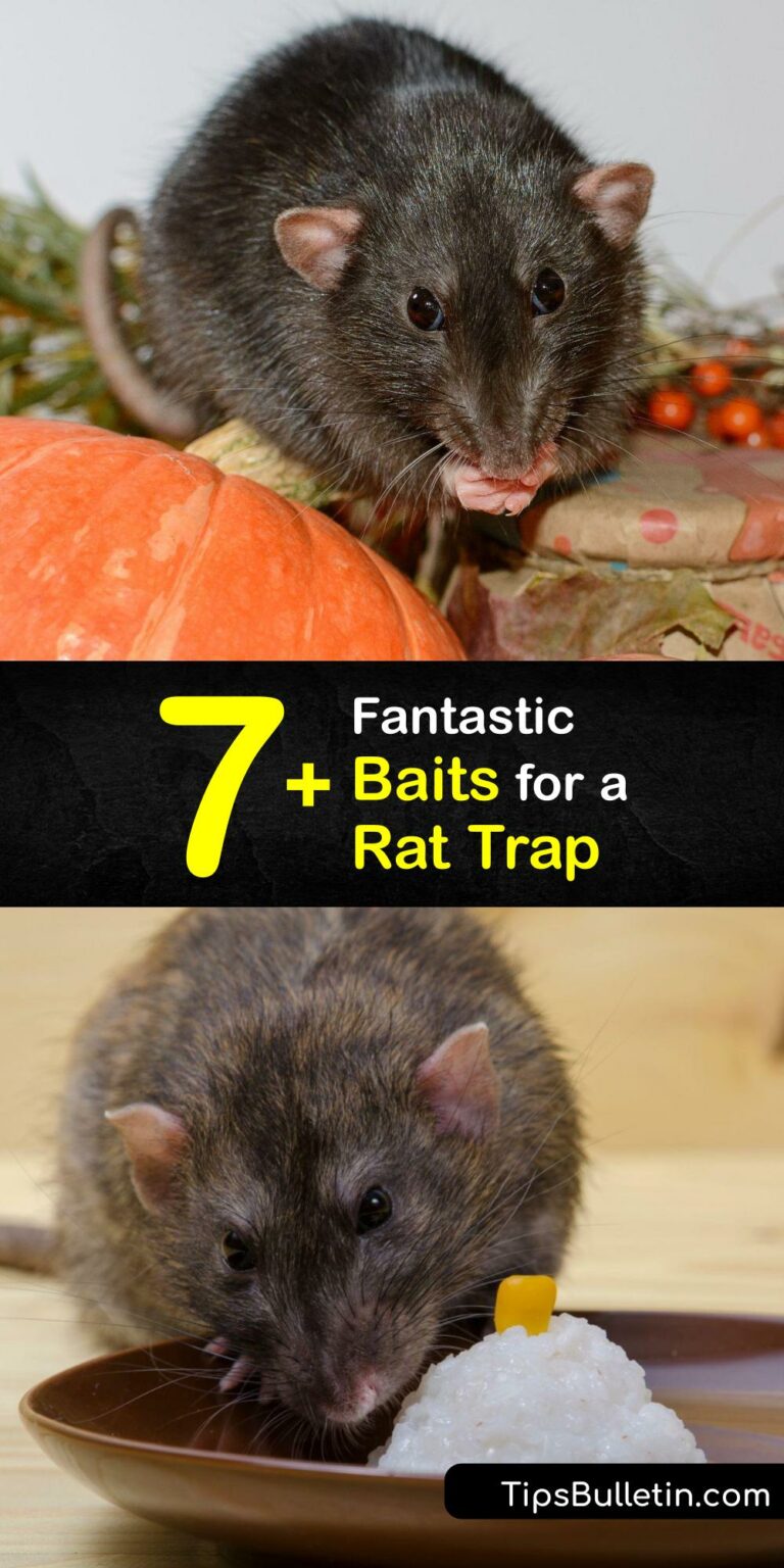 Baiting Rat Traps Startling Foods for a Rat Trap