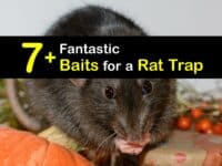Rat Trap Bait titleimg1