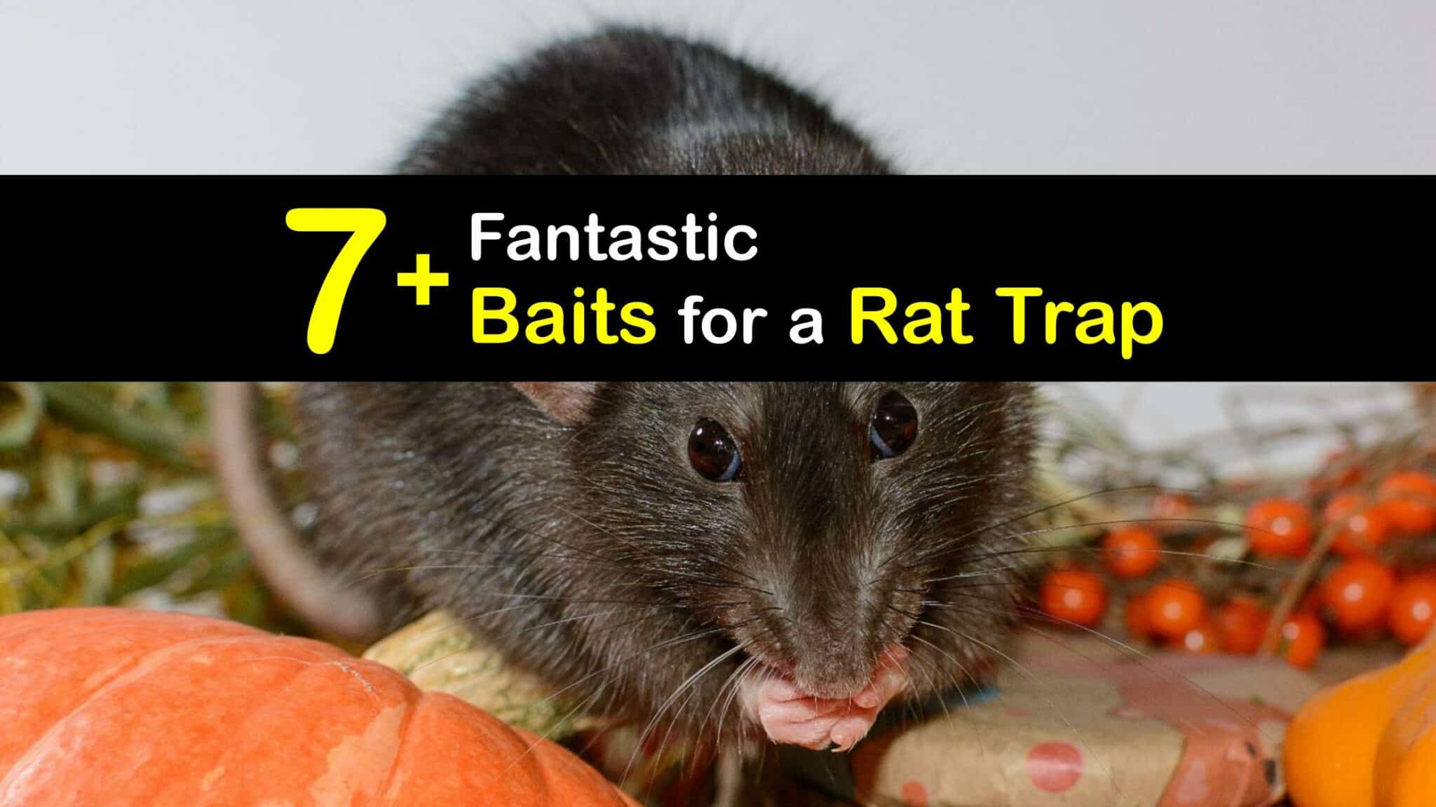 Baiting Rat Traps Startling Foods for a Rat Trap
