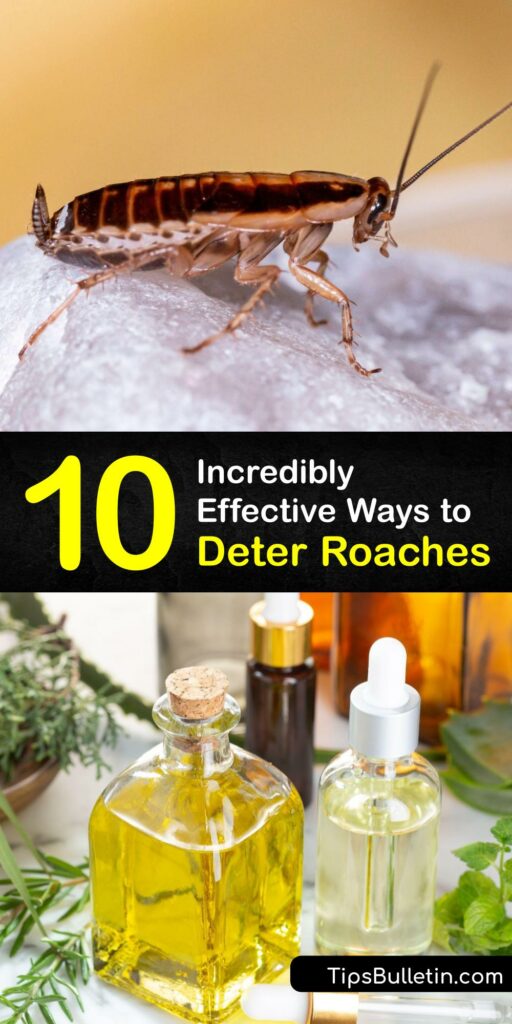 Are you curious about natural cockroach repellent? Learn how to deter pests like the American cockroach and the German cockroach with simple materials. Discover how to use boric acid, essential oils, and even coffee to repel cockroaches effectively. #cockroach #deterrent