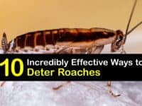 Roach Deterrent titleimg1