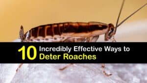 Roach Deterrent titleimg1