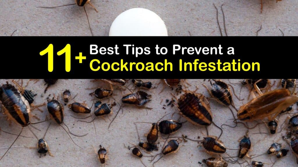Roach Infestation titleimg1