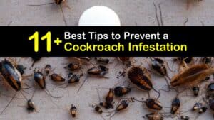 Roach Infestation titleimg1