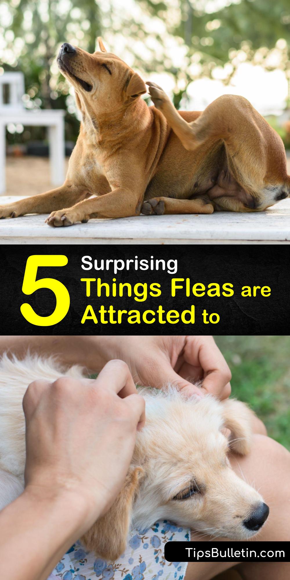 What Attracts Fleas How to Keep Fleas Away