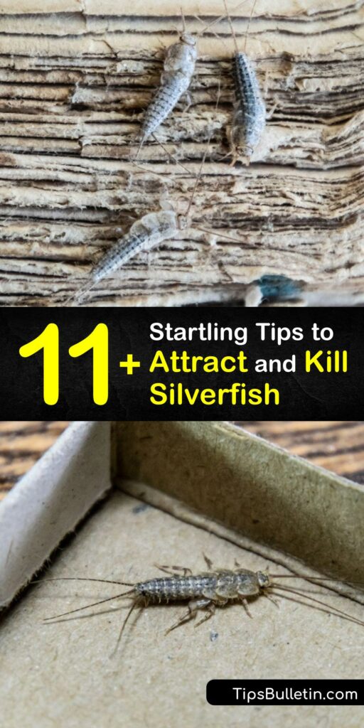 No matter where you live, it’s key to learn what silverfish love and how to prevent silverfish pests. This insect seeks moisture and starchy food. Silverfish damage paper products - trails and dead insects are signs you need to begin pest control. #what #attracts #silverfish