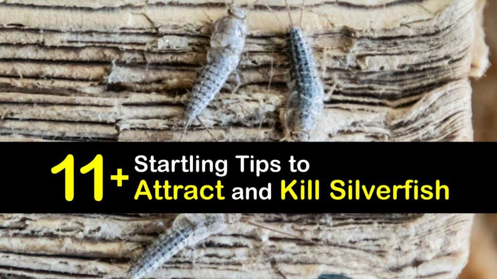 Silverfish Attractants - What Attracts Silverfish