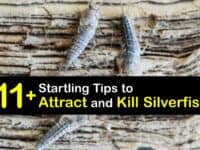 What Attracts Silverfish titleimg1