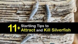 What Attracts Silverfish titleimg1