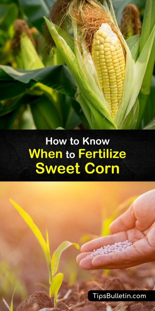 Discover when to fertilize sweet corn in the home garden. Growing corn is relatively easy as long as you plant corn in full sun, give your corn plants plenty of space to thrive, and feed them an organic fertilizer before and after planting corn seed. #when #fertilize #sweet #corn