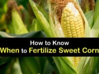 When to Fertilize Sweet Corn titleimg1