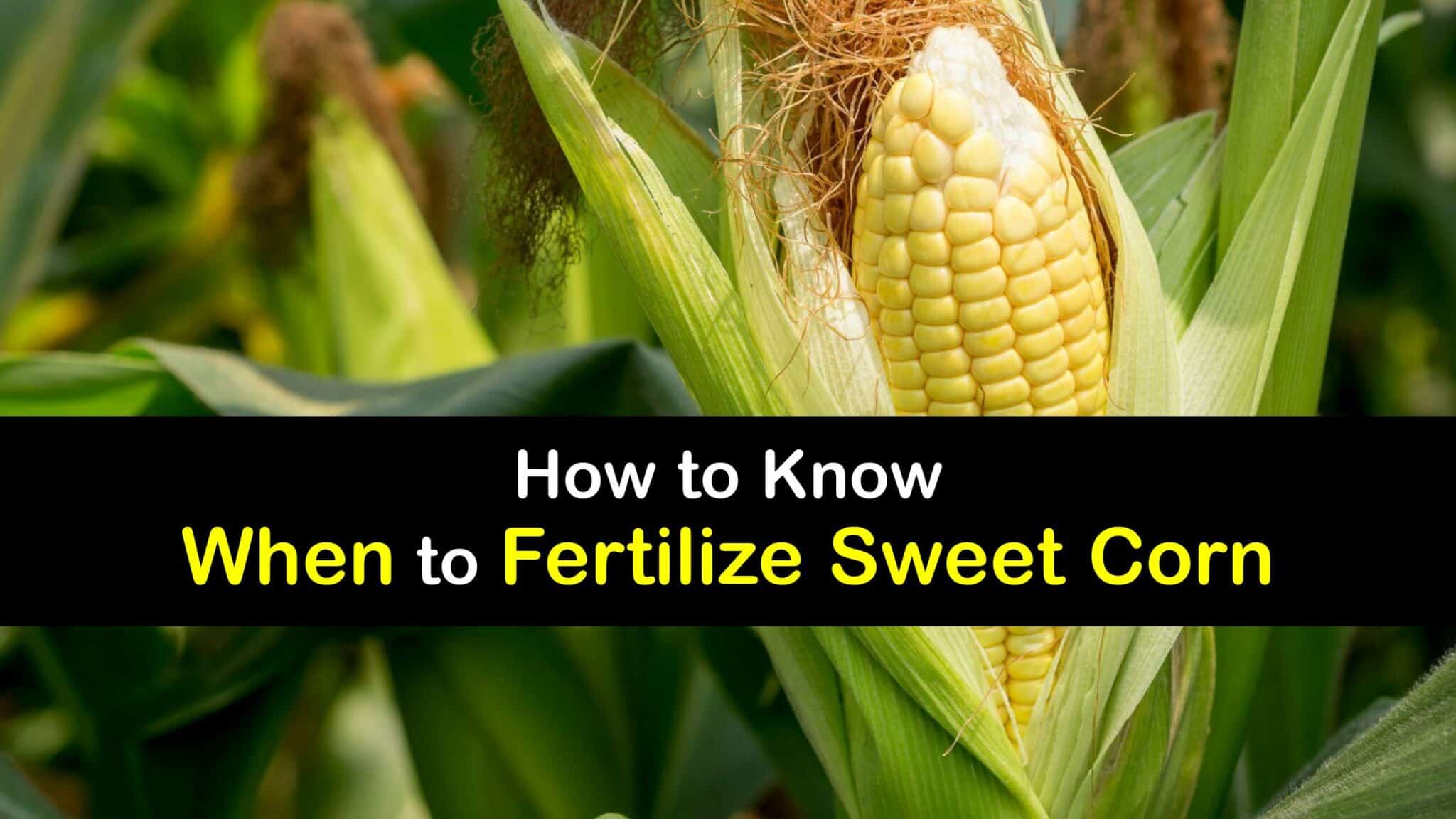 Fertilizing Sweet Corn - Time to Fertilize Corn Plants