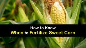 When to Fertilize Sweet Corn titleimg1