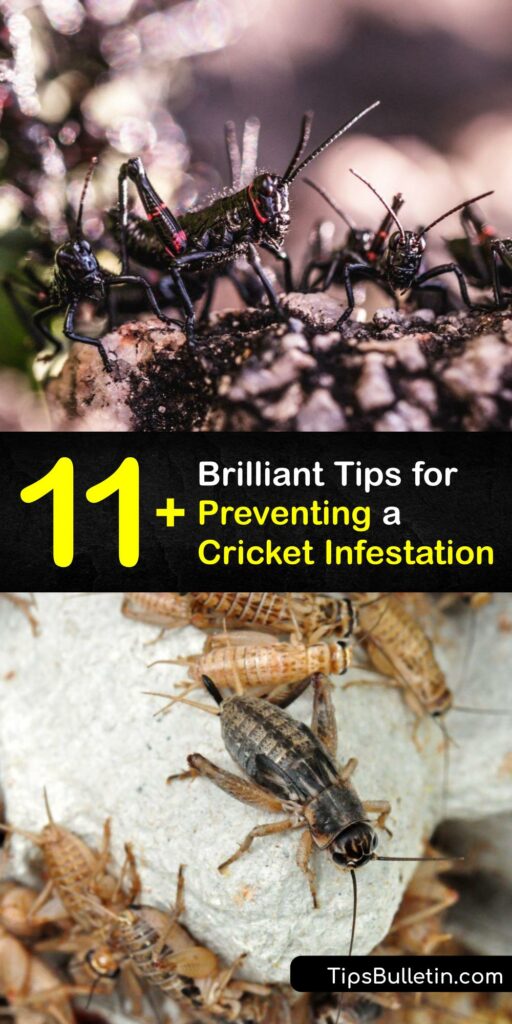 Learn how to control crickets, from the house cricket and field cricket to the camel cricket. Crickets chirp by rubbing their wings together, and an infestation is a nuisance since they make a lot of noise and are destructive in large numbers. #cricket #infestation